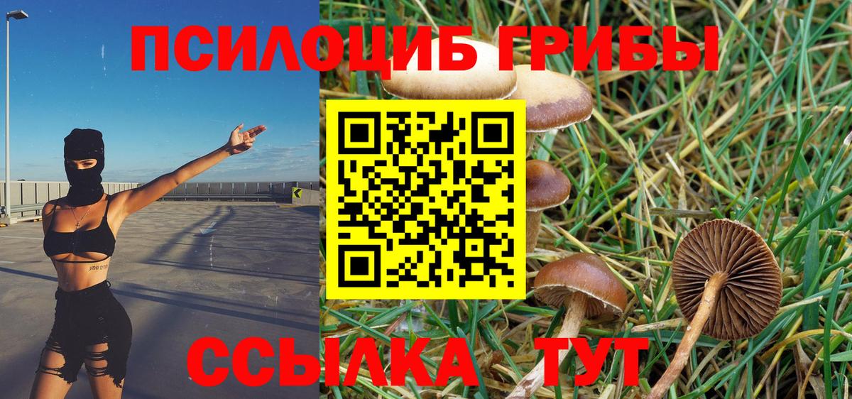 где купить наркотик  Вход с VPN  Коряжма  Галлюциногенные грибы Psilocybe 